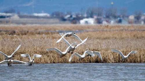 Tundra swans fly through the wetlands by the Great Salt Lake on Feb. 17. It's estimated that three-fourths of the continental tundra swans use the Great Salt Lake's wetlands annually. Those wetlands are the focus of a project that received federal grant money Wednesday. (Utah Division of Wildlife Resources)
